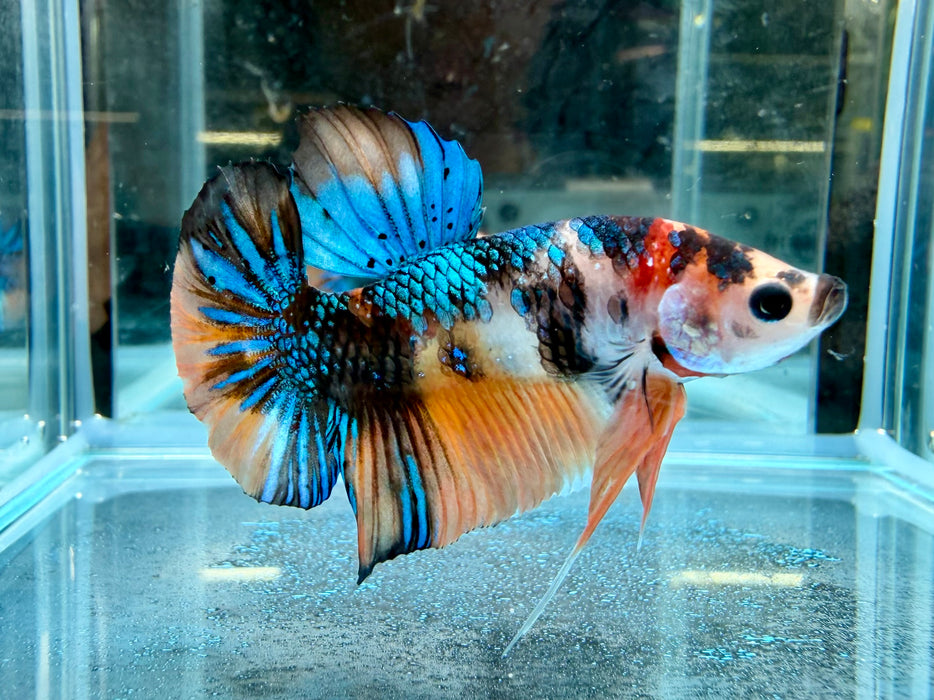 * Betta * HMPK (Actual Fish) #21
