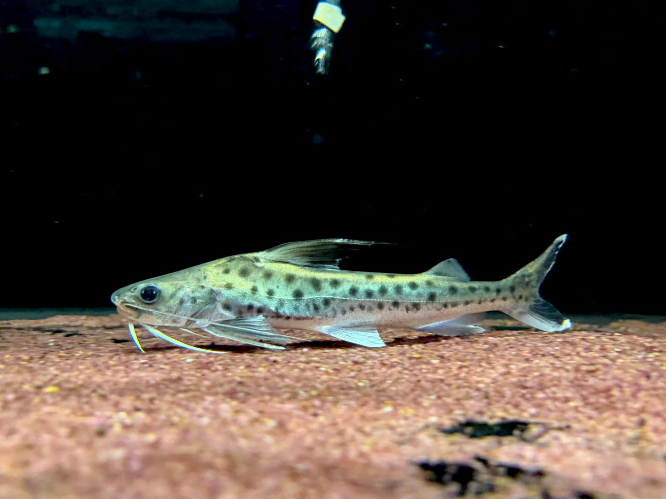 * Catfish *  Platynematichthys notatus (Lince catfish) 18-21cm