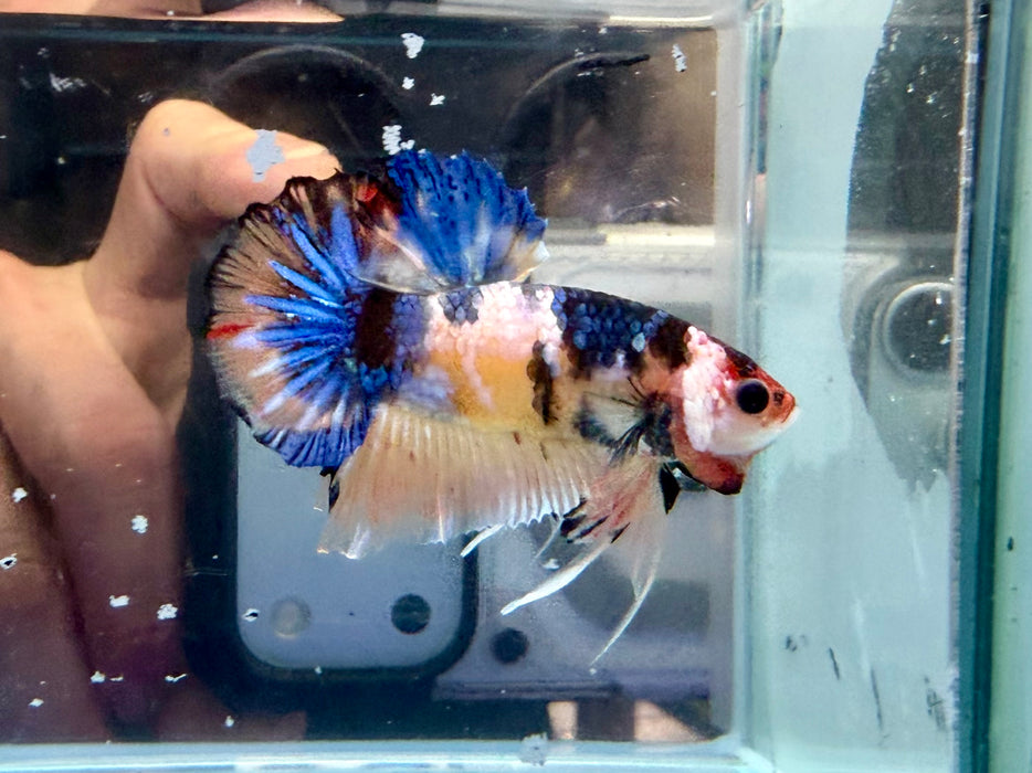 * Betta * HMPK (Actual Fish) #81