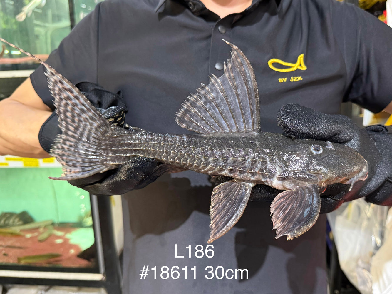 * Pleco *  Pseudacanthicus major L186 #18611 30cm (Actual piece)