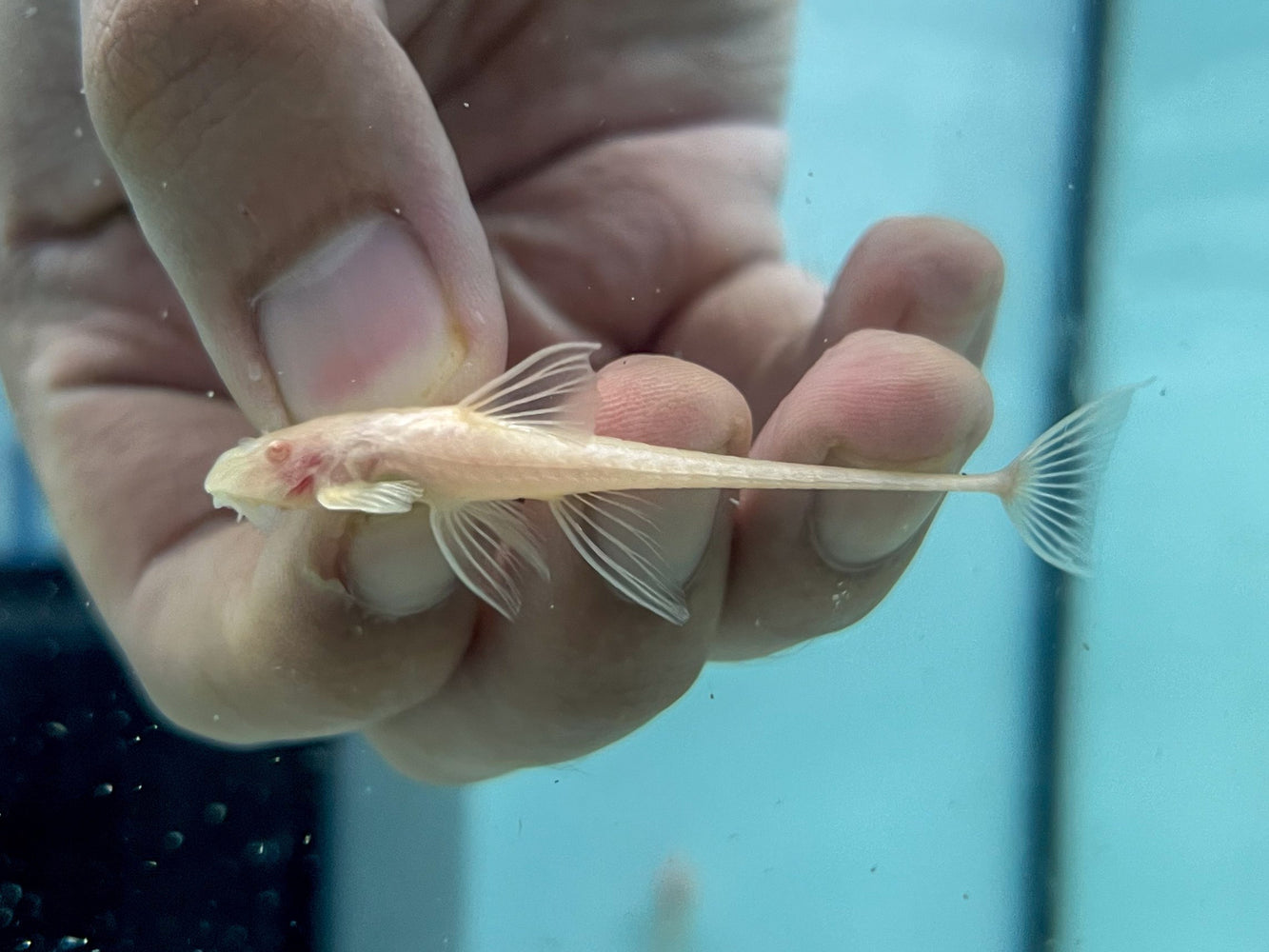 * Pleco *  Rineloricaria lanceolata ALBINO (Albino chocolate whiptail) 6-8cm