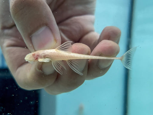 * Pleco *  Rineloricaria lanceolata ALBINO (Albino chocolate whiptail) 6-8cm