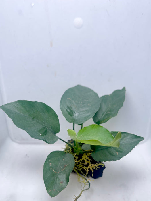 * Plants* Anubias Nana on wood (5x5cm)