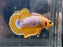 * Betta * Yellow Fancy HMPK (Actual Fish) #PK09