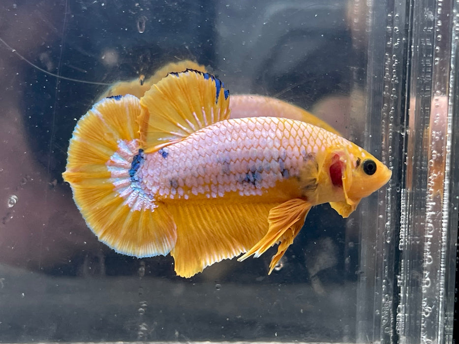 * Betta * Yellow Fancy HMPK (Actual Fish) #PK09