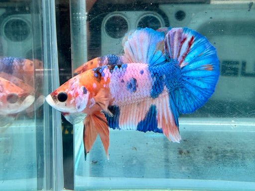 * Betta * HMPK (Actual Fish) #23