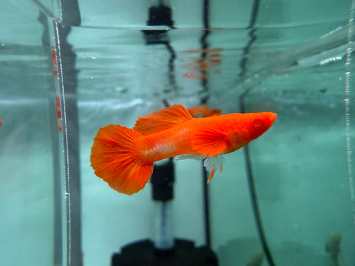 * Livebearers * Full Back Fire Kirin Guppy