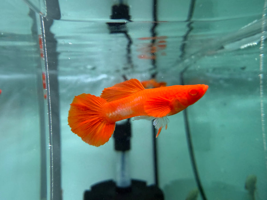 * Livebearers * Full Back Fire Kirin Guppy