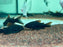 * Corydoras * Corydoras black schultzei 4-5cm