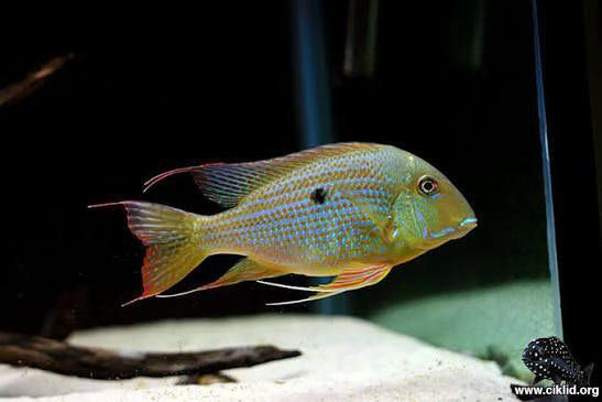 * Cichlids * Geophagus neambi "Tocantins" 10-12cm
