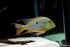 * Cichlids * Geophagus neambi "Tocantins" 10-12cm