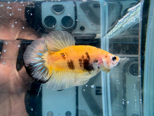 * Betta * HMPK (Actual Fish) #67