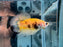 * Betta * HMPK (Actual Fish) #67