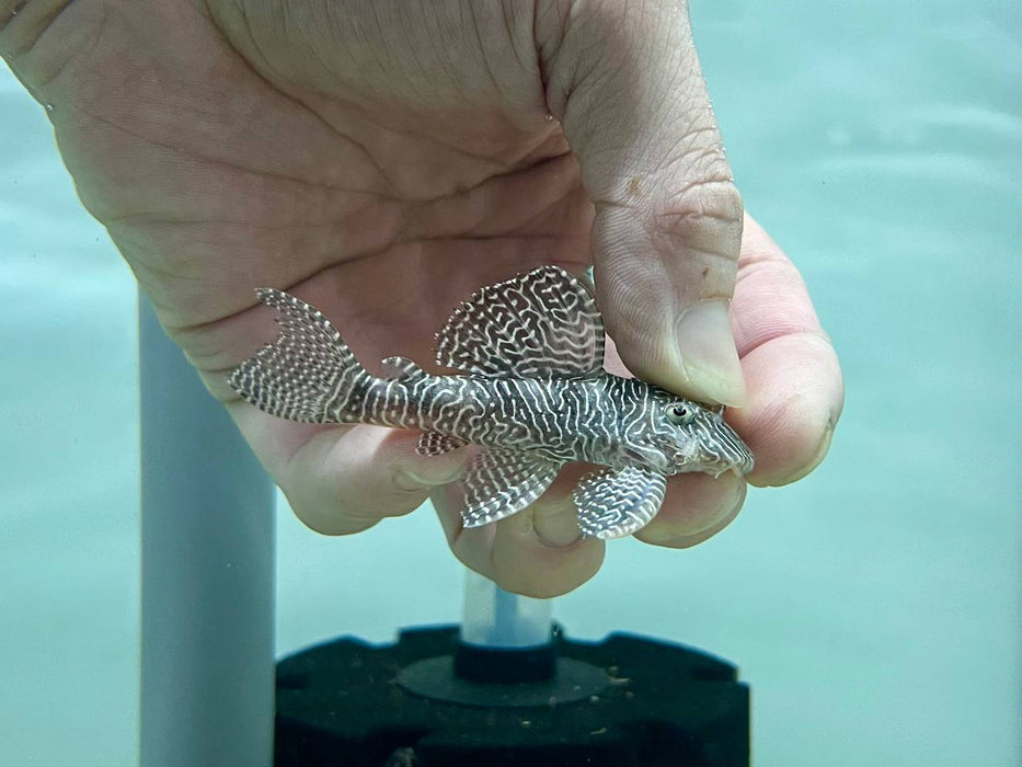 * Pleco * L260 6-8cm