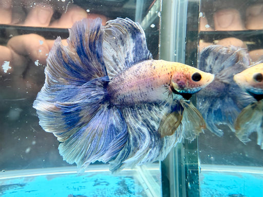 * Betta * DTHM Doubletail Halfmoon (Actual Fish) #64