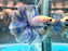 * Betta * DTHM Doubletail Halfmoon (Actual Fish) #64
