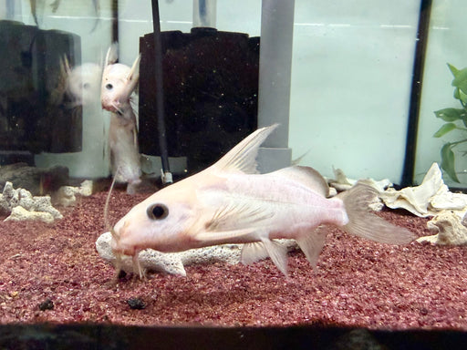 * Catfish *  Synodontis nigrita “Platinum” 11-13cm