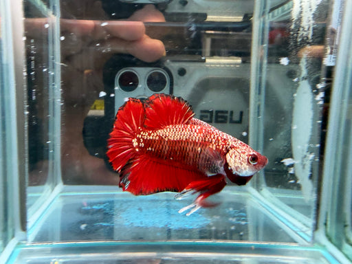 * Betta * HMPK (Actual Fish) #48