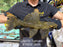 * Pleco *  Pseudacanthicus sp Typhoon LDA105 35cm #10502 (Actual piece)
