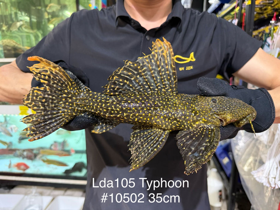 * Pleco *  Pseudacanthicus sp Typhoon LDA105 35cm #10502 (Actual piece)