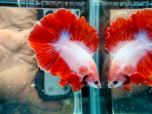 * Betta * DTHM Doubletail Halfmoon (Actual Fish) #62