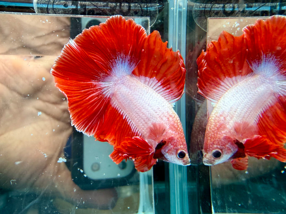 * Betta * DTHM Doubletail Halfmoon (Actual Fish) #62
