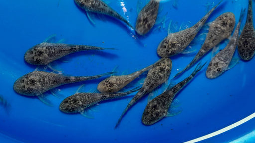 * Pleco * Paraotocinclus Cearensis