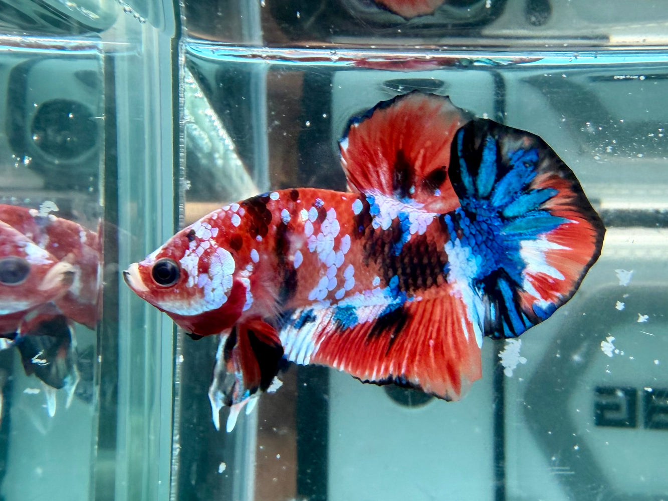 * Betta * HMPK (Actual Fish) #64