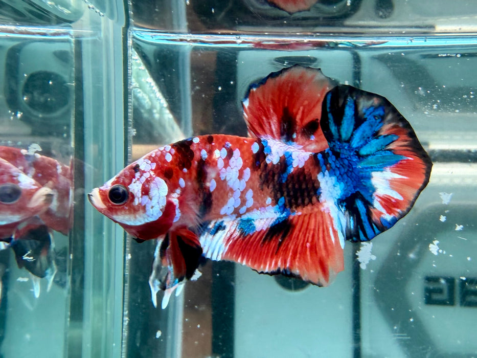* Betta * HMPK (Actual Fish) #64