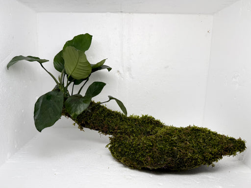 * Plants * Anubias + Moss on driftwood #AMD01