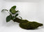* Plants * Anubias + Moss on driftwood #AMD01
