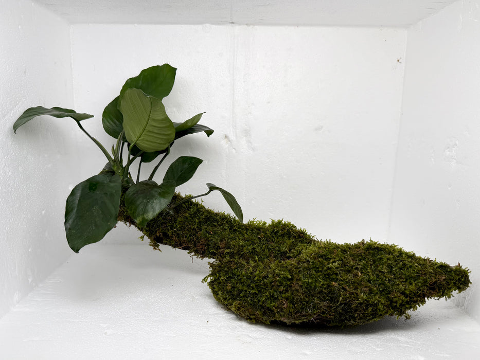 * Plants * Anubias + Moss on driftwood #AMD01