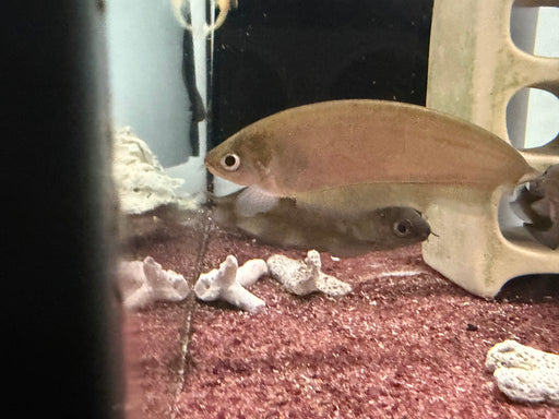 * Other Species * Xenomystus Nigri (African Brown Knifefish) 9-11cm