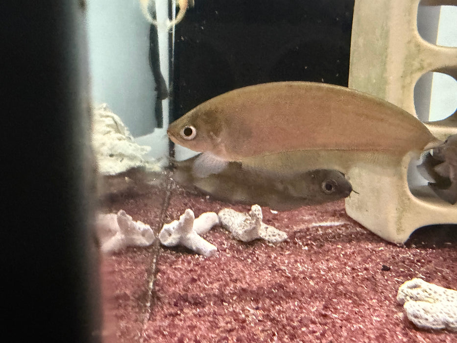 * Other Species * Xenomystus Nigri (African Brown Knifefish) 9-11cm