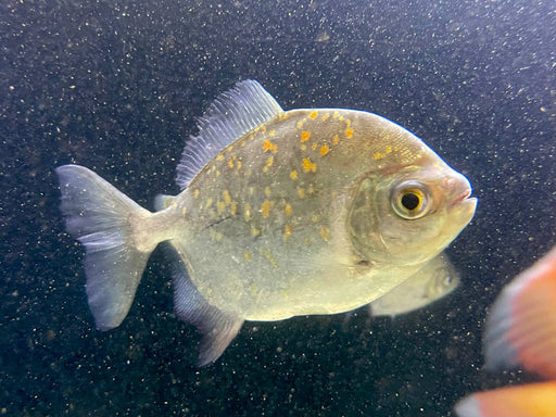 * Other Species * Myloplus asterias (Redgill Pacu) 18-20cm