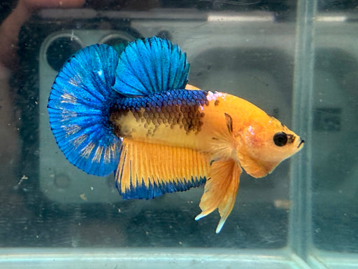 * Betta * HMPK (Actual Fish) #28