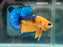 * Betta * HMPK (Actual Fish) #28