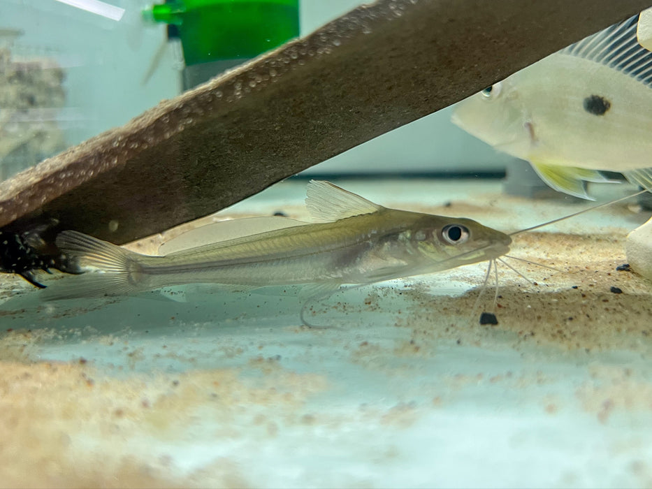 * Catfish * Pimelodella cf. montana 8-10cm