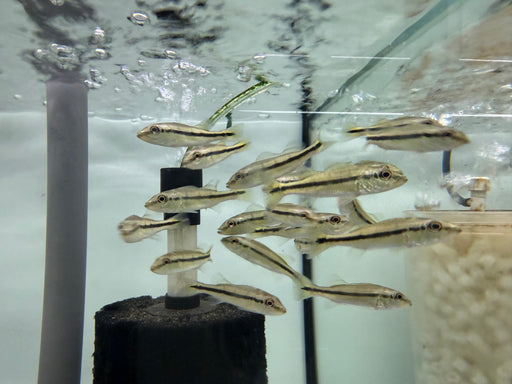 * Cichlid * Cichla mirianae FOGO peacock bass 6-8cm