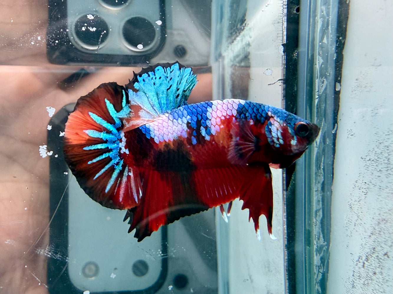 * Betta * HMPK (Actual Fish) #85