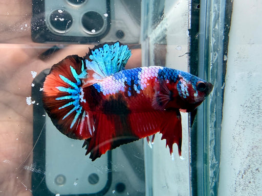 * Betta * HMPK (Actual Fish) #85