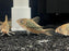 * Corydoras * Corydoras pantanalensis 4-5cm
