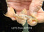 * Pleco * L273 Titanic Pleco 7cm #27316 (Actual piece)