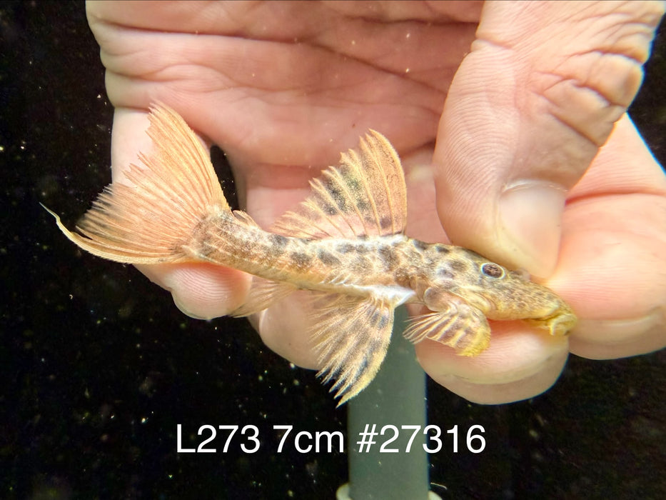 * Pleco * L273 Titanic Pleco 7cm #27316 (Actual piece)