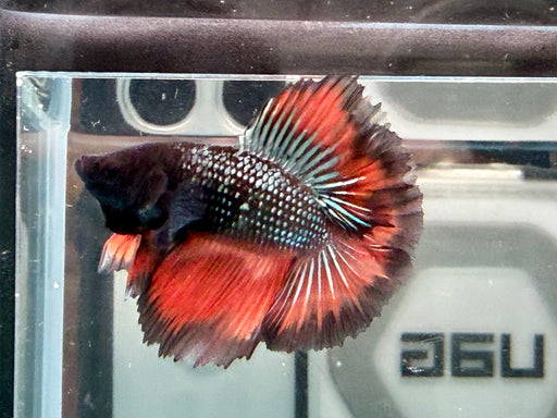 * Betta * Junior DTHM Doubletail Halfmoon (Actual Fish) #26