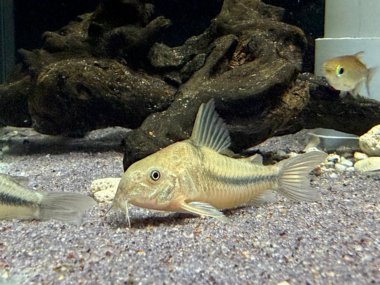 * Corydoras *  Hoplisoma Nattereri