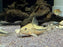 * Corydoras *  Hoplisoma Nattereri