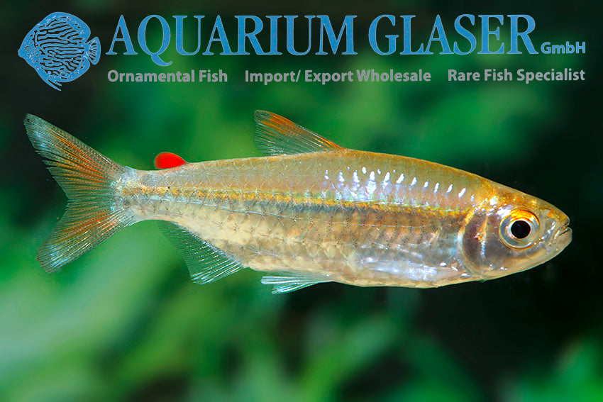 * Tetra/Barb  * Micralestes Humilis