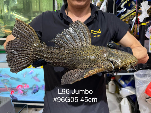 * Pleco *  Pseudacanthicus spinosus GIANT (L96 pleco) 45cm #96G05 (Actual piece)