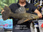 * Pleco *  Pseudacanthicus spinosus GIANT (L96 pleco) 45cm #96G05 (Actual piece)